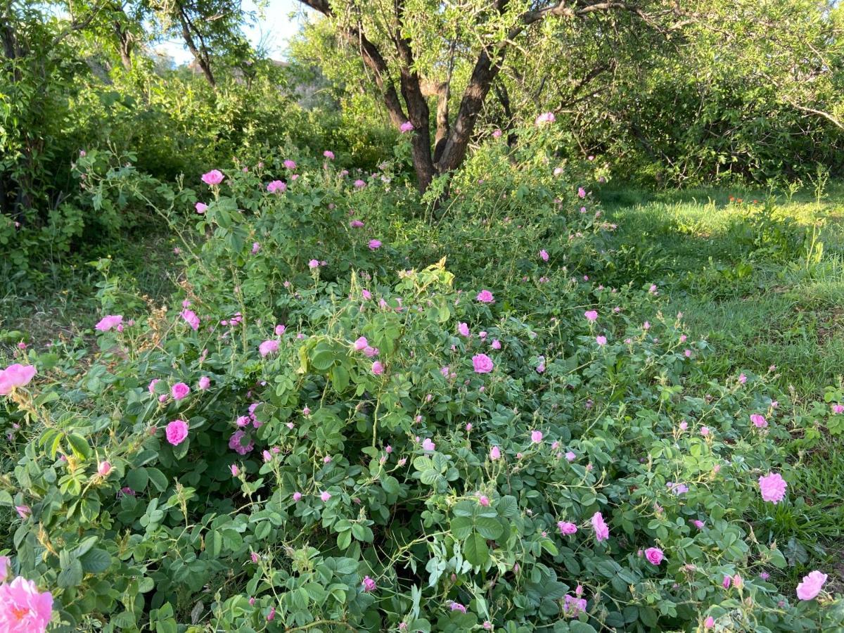 Gite D'Etape Tamaloute Bed & Breakfast Bou Drarar Dış mekan fotoğraf