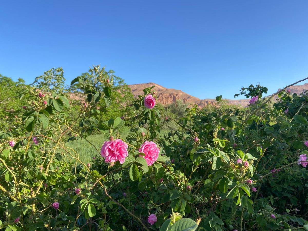 Gite D'Etape Tamaloute Bed & Breakfast Bou Drarar Dış mekan fotoğraf